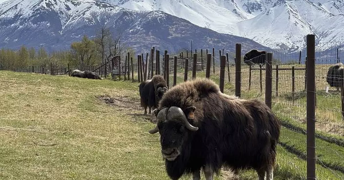 An Alaska Mother's Day tradition: Mingling with ice age survivors on a farm