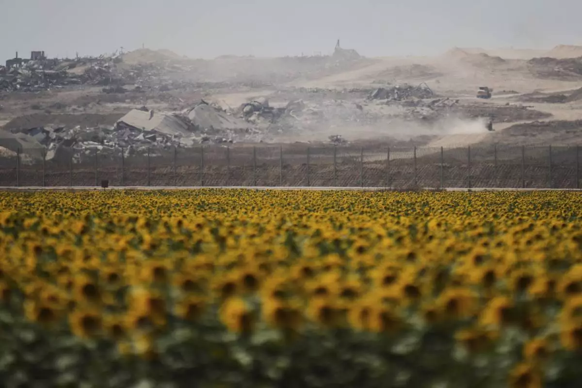 Destroyed buildings in the Gaza Strip are seen beyond a sunflower field on the Israeli side of the border with Gaza, Monday, May 19, 2025. (AP Photo/Ohad Zwigenberg)