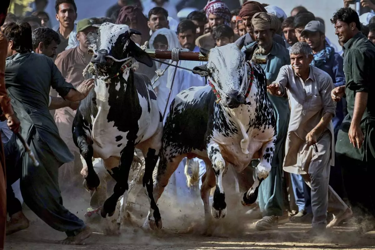 Members of a team shout and push a pair of bull start running during a traditional bull race competition, in Malal, a village of Attock district, in Pakistan, Thursday, May 15, 2025. (AP Photo/Anjum Naveed)