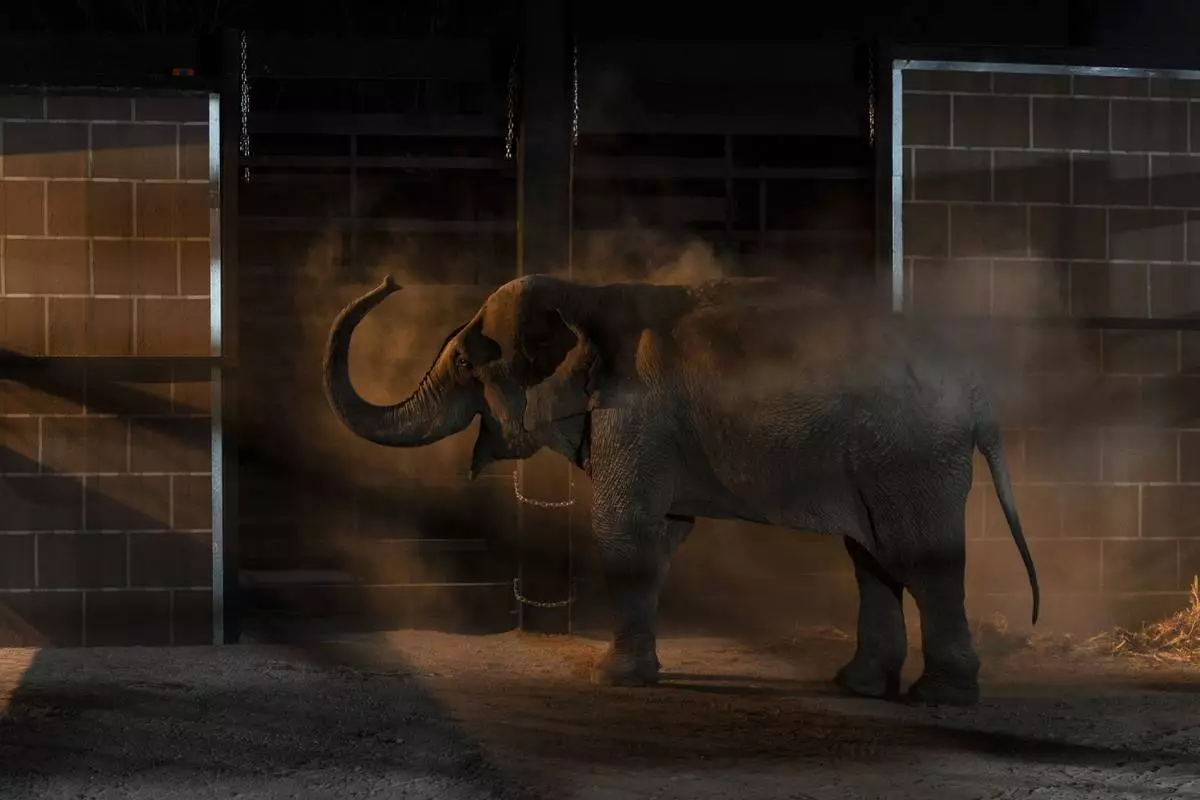 An elephant arrives at its new home in Mazatlan, Sinaloa state, after being transported from Ostok Sanctuary in the outskirts of Culiacan, Mexico, Tuesday, May 20, 2025. (AP Photo/Felix Marquez)