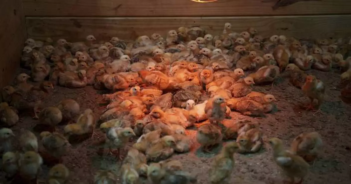 Shipment of thousands of chicks found abandoned in USPS truck now overwhelming an animal shelter