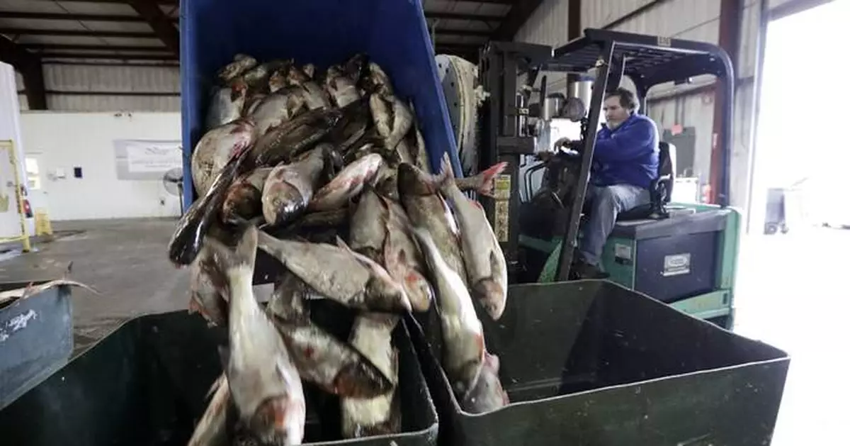 Great Lakes' $7 billion fishing industry may get a reprieve from the great carp invasion after all