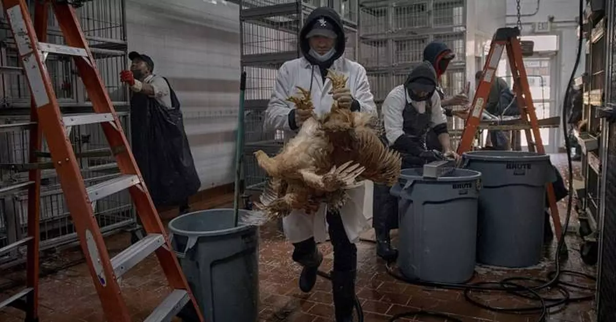 The US hasn't seen a human bird flu case in 3 months. Experts are wondering why
