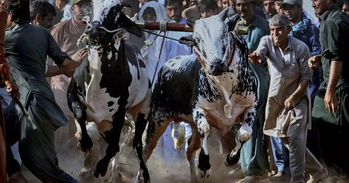 AP PHOTOS: In Pakistan, people don't run with bulls. They race them. In spectacular style
