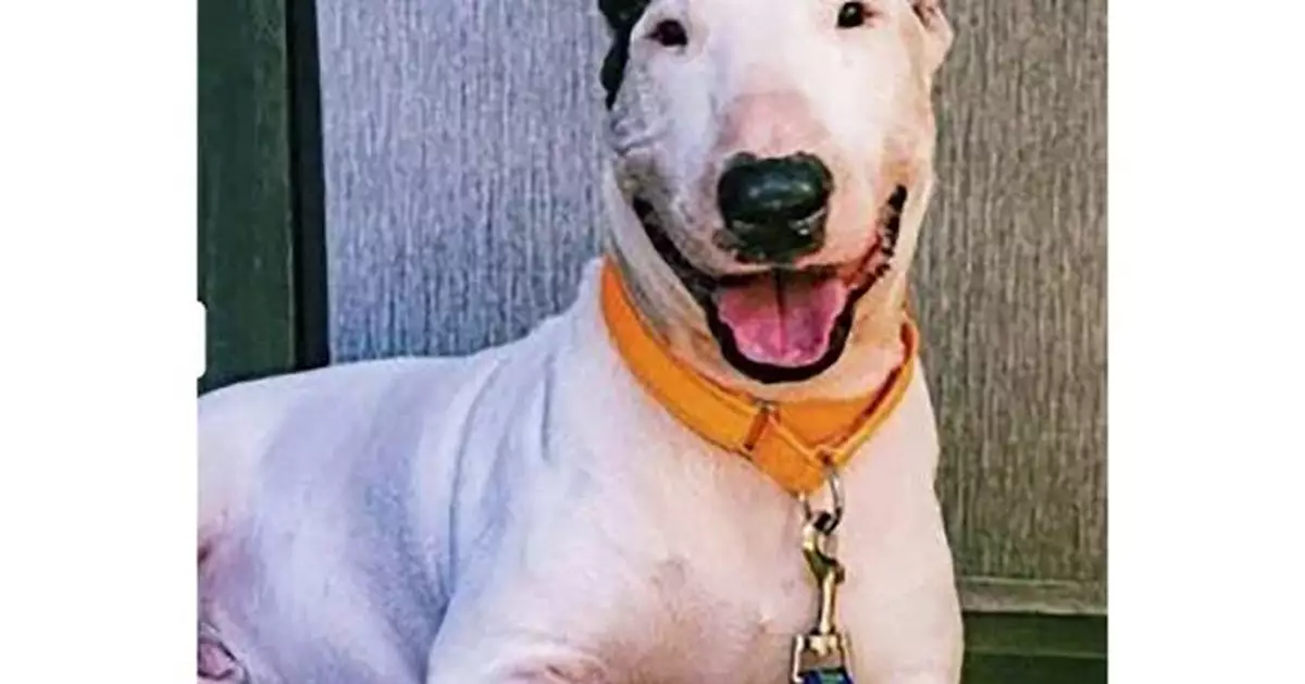 Gov. DeSantis signs law imposing tougher penalties for abandoning pets during disasters