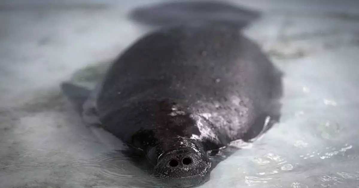 Hope floats in the Amazon as Bacuri, a young manatee, fights for survival