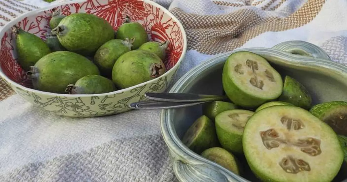 New Zealand's unofficial fruit is the feijoa, not the kiwi. And part of the fun is in giving it away