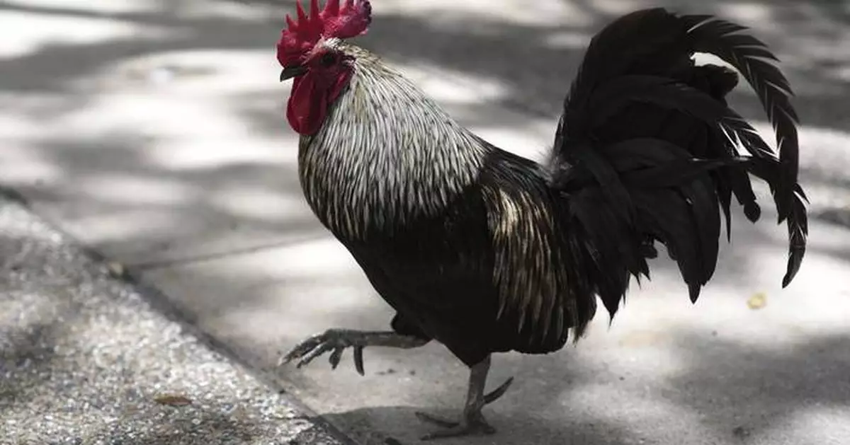 AP PHOTOS: Chickens take over Miami while some embrace roosters as a cultural symbol