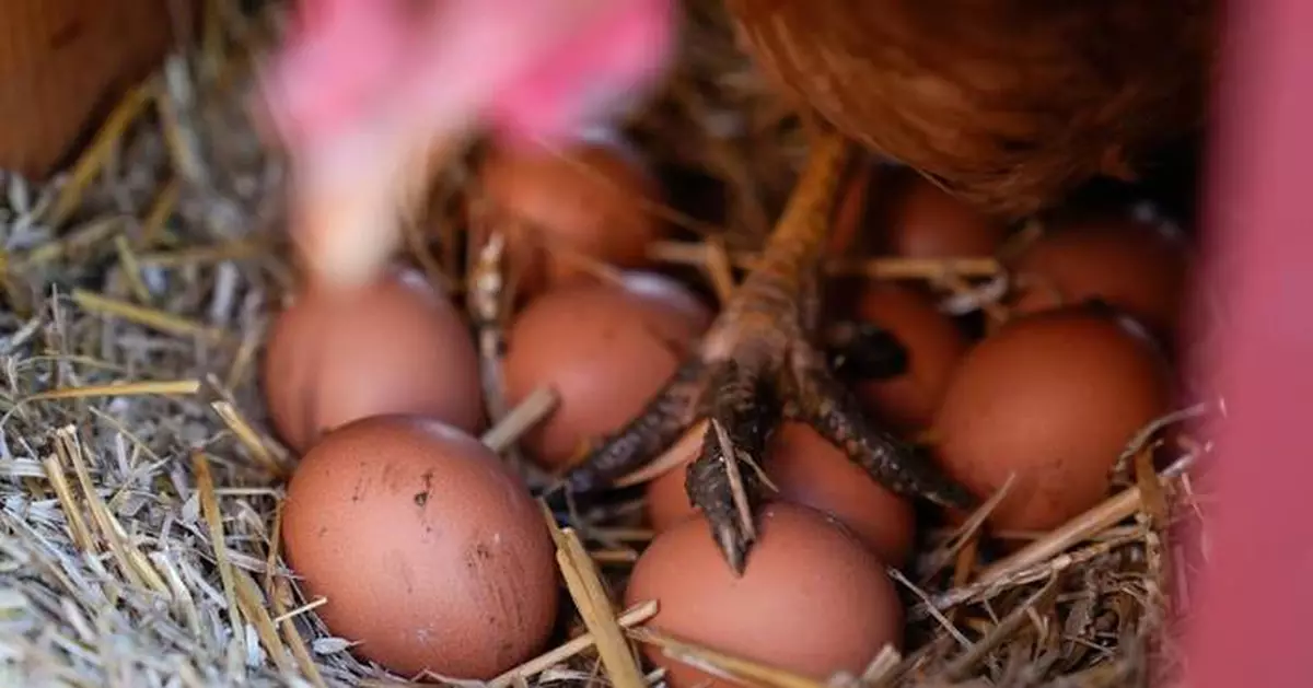 Eggs are less likely to crack when dropped on their side, according to science