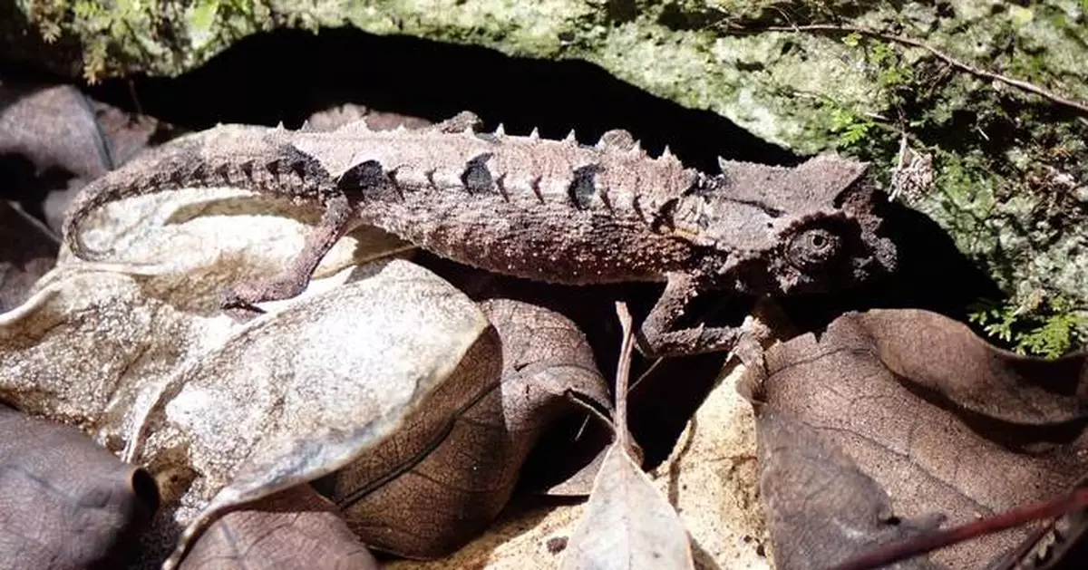 Seeing the Unseen: International Chameleon Day 2025 Spotlights Hidden Threats and Community Solutions