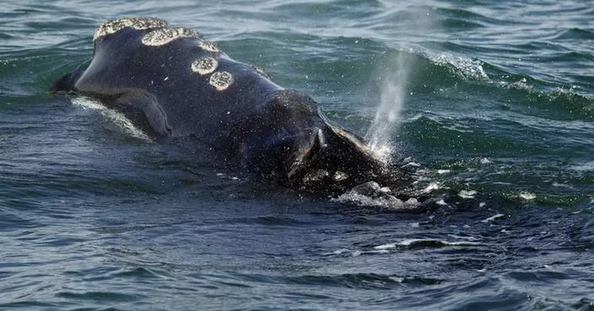 Endangered whales gave birth to few babies this year as population declines