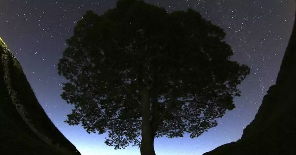 Deliberations begin in UK trial of men accused of felling Sycamore Gap tree