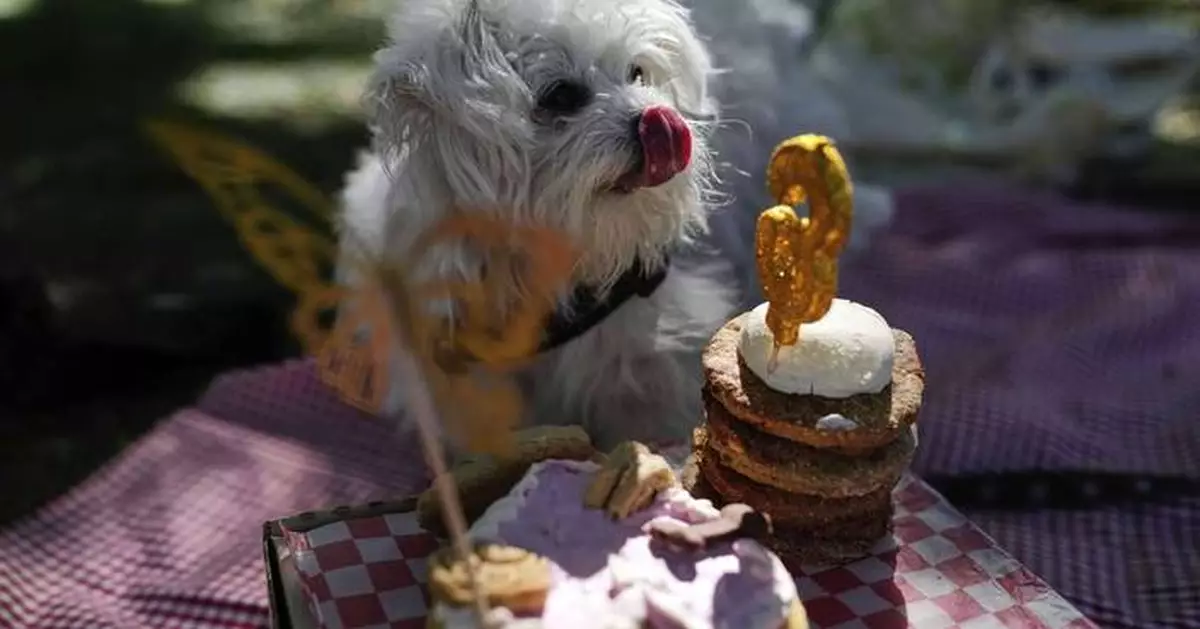 As more Argentines go childless, pampered dogs become part of the family