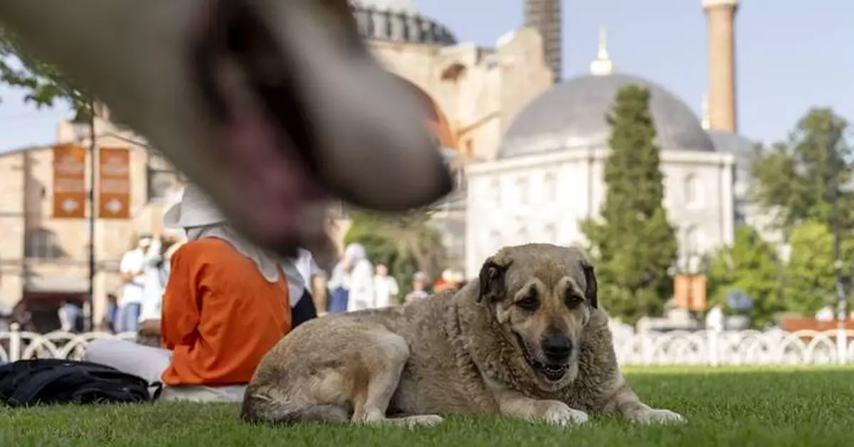 Turkey's top court upholds controversial law on culling of stray dogs