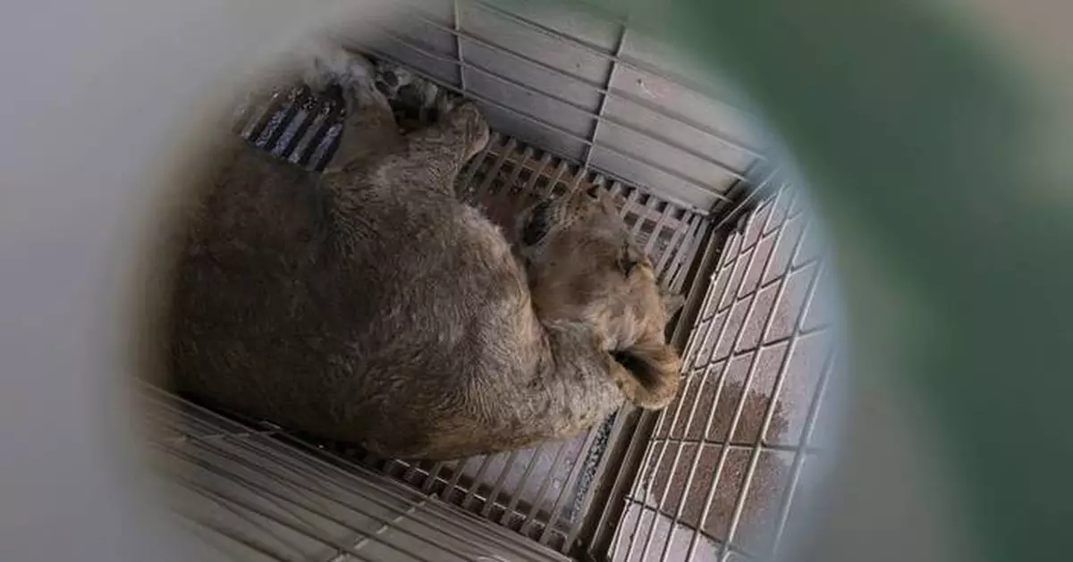 Tigers, jaguars and elephants are the latest to flee cartel violence in Mexico's Sinaloa