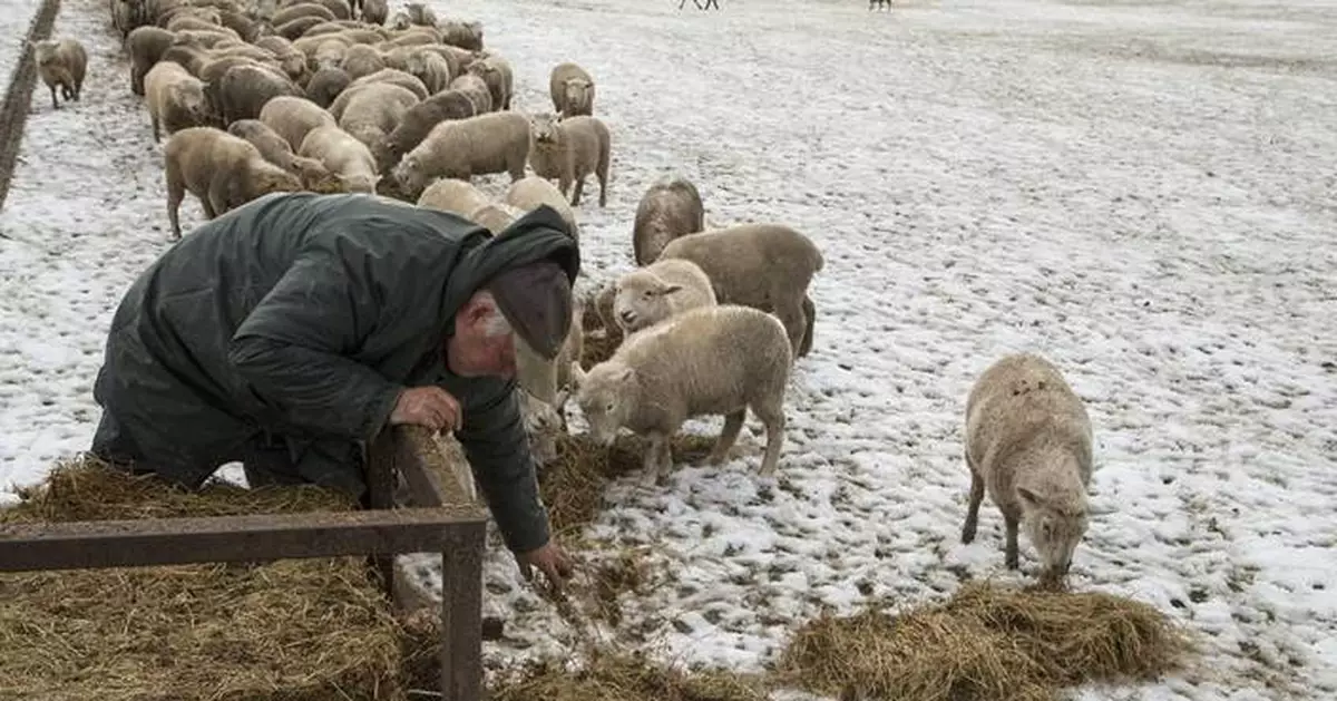 Yes, New Zealand still has more sheep than people. But humans are catching up