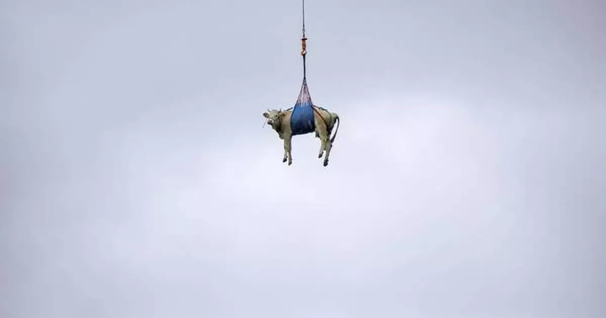 Swiss evacuate livestock by hoof and helicopter because of landslide risk over Alpine village