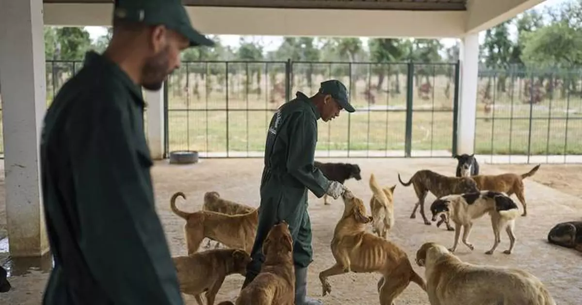 Morocco unveils policies it hopes bolster the care and management of stray dogs