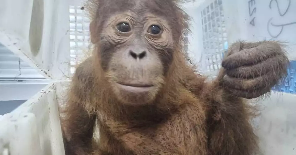 Thai police rescue 2 baby orangutans and arrest a trafficking suspect