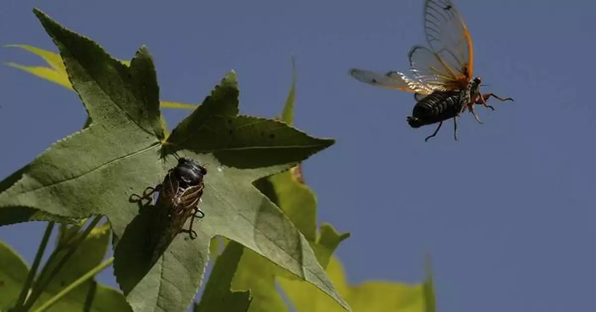 AP PHOTOS: Cicadas swarm parts of US as the screaming insects emerge in Brood XIV's 17-year cycle