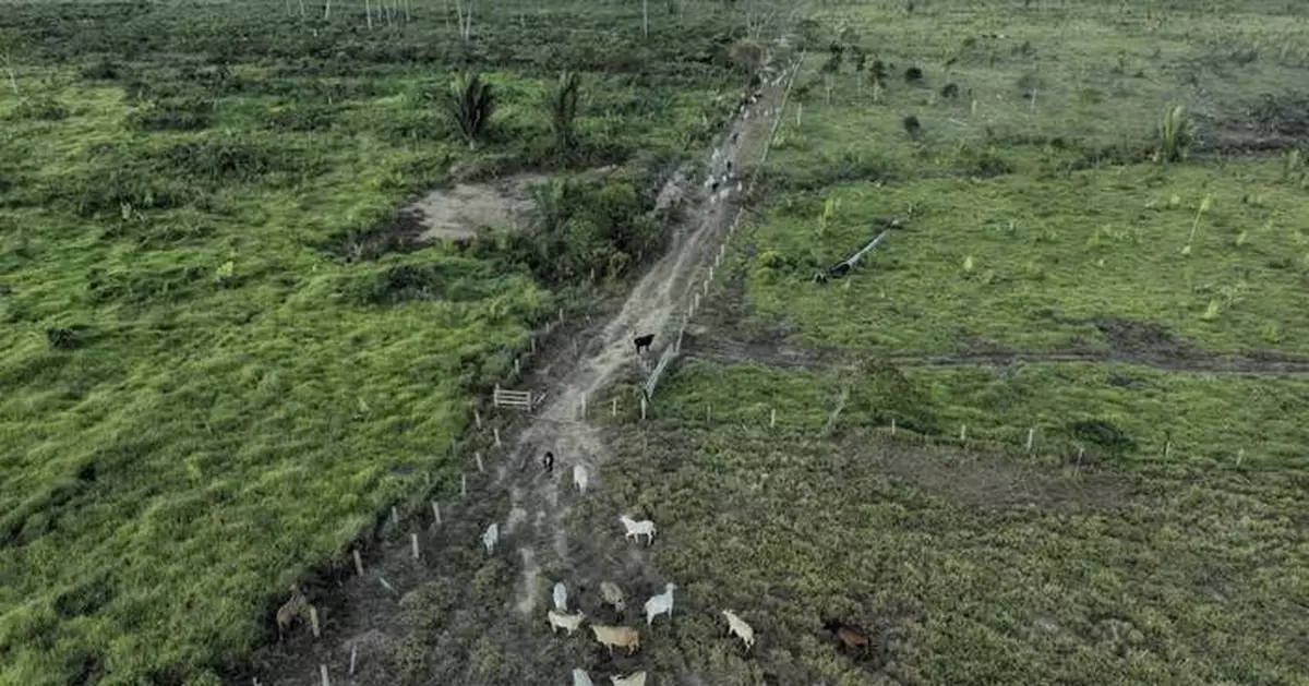 Brazilian state's deforestation amnesty poses 'one of the greatest threats' to the Amazon