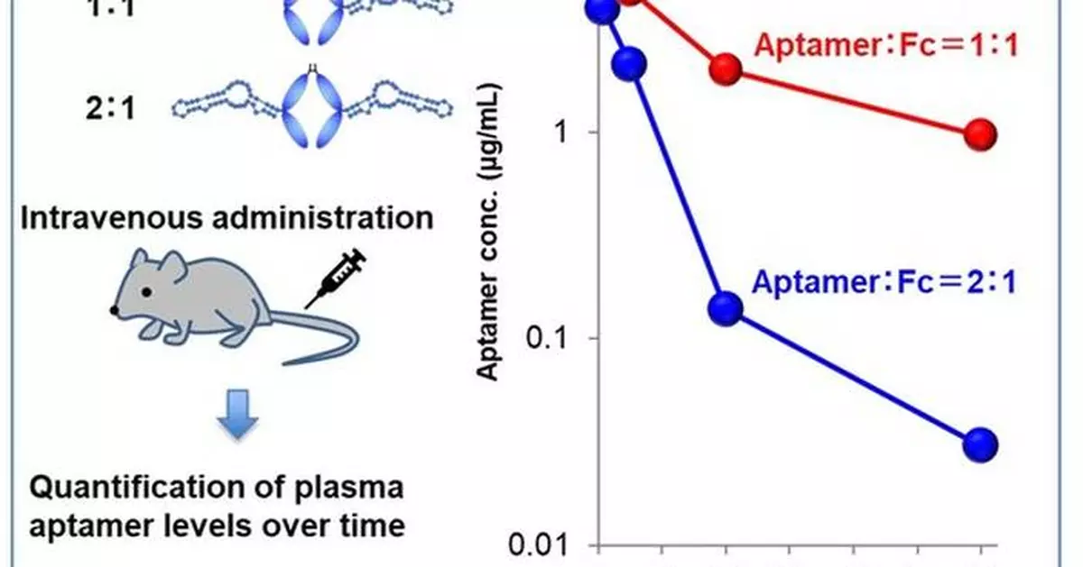 Successful Extension of Nucleic Acid Aptamer Pharmacokinetics in Joint Research by Ajinomoto Co., Inc. and RIBOMIC Inc.