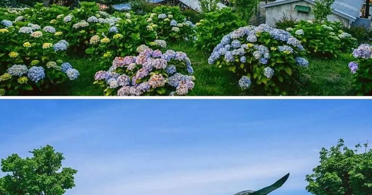 South Korea's Premier Hydrangea Festival Returns in Ulsan Namgu: 2025 Jangsaengpo Hydrangea Festival