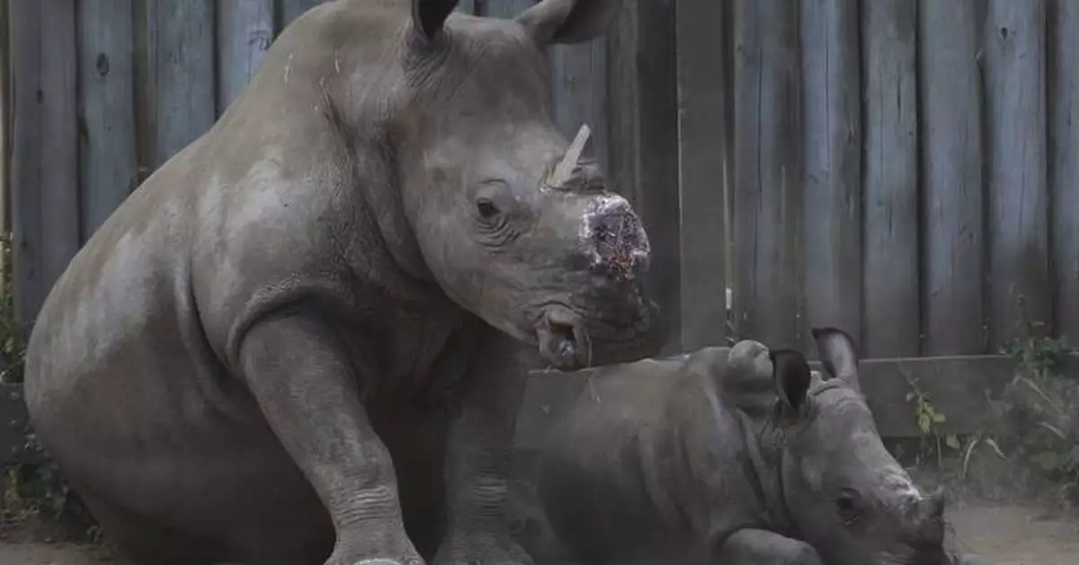 Cutting off rhinos' horns is a contentious last resort to stop poaching. A new study found it works