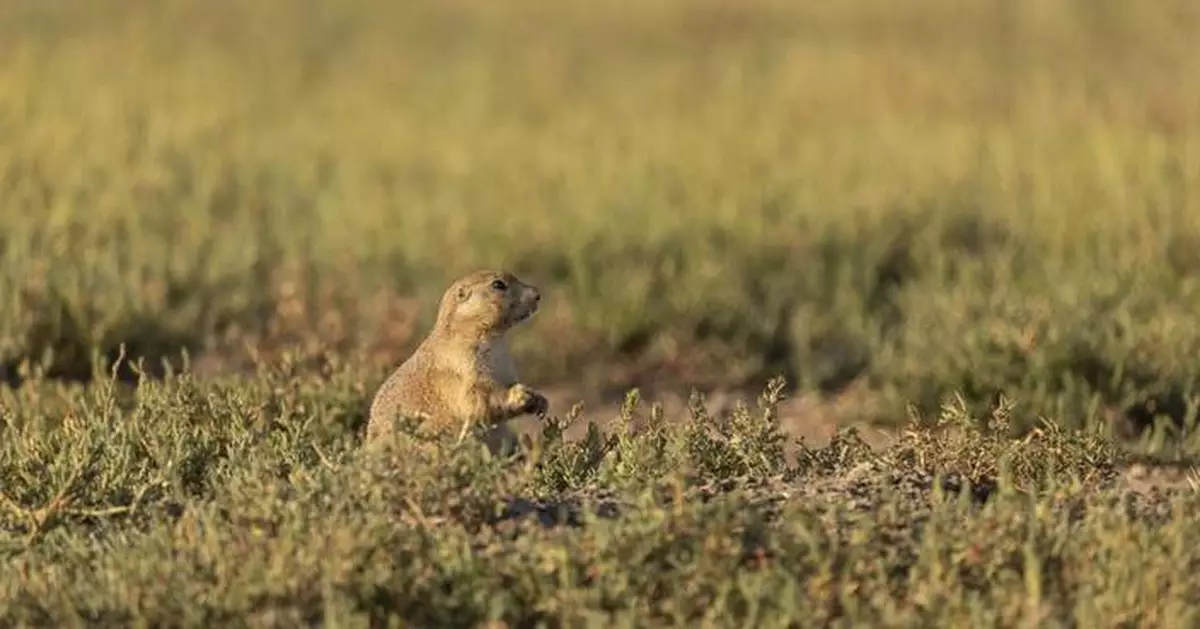 A grassland bird eavesdrops on prairie dog calls to keep itself safe from predators