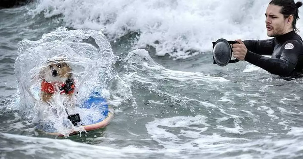Photos of top surfing dogs catching waves at Huntington Beach