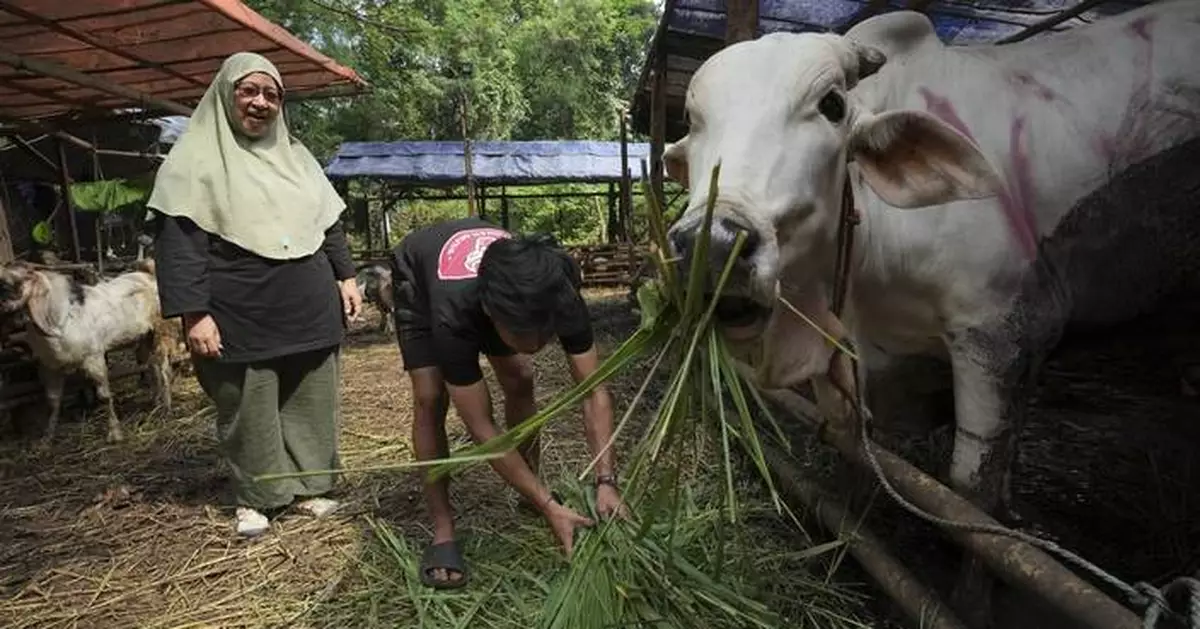 AP PHOTOS: An Indonesian woman thrives in male-dominated cattle trading ahead of Eid al-Adha