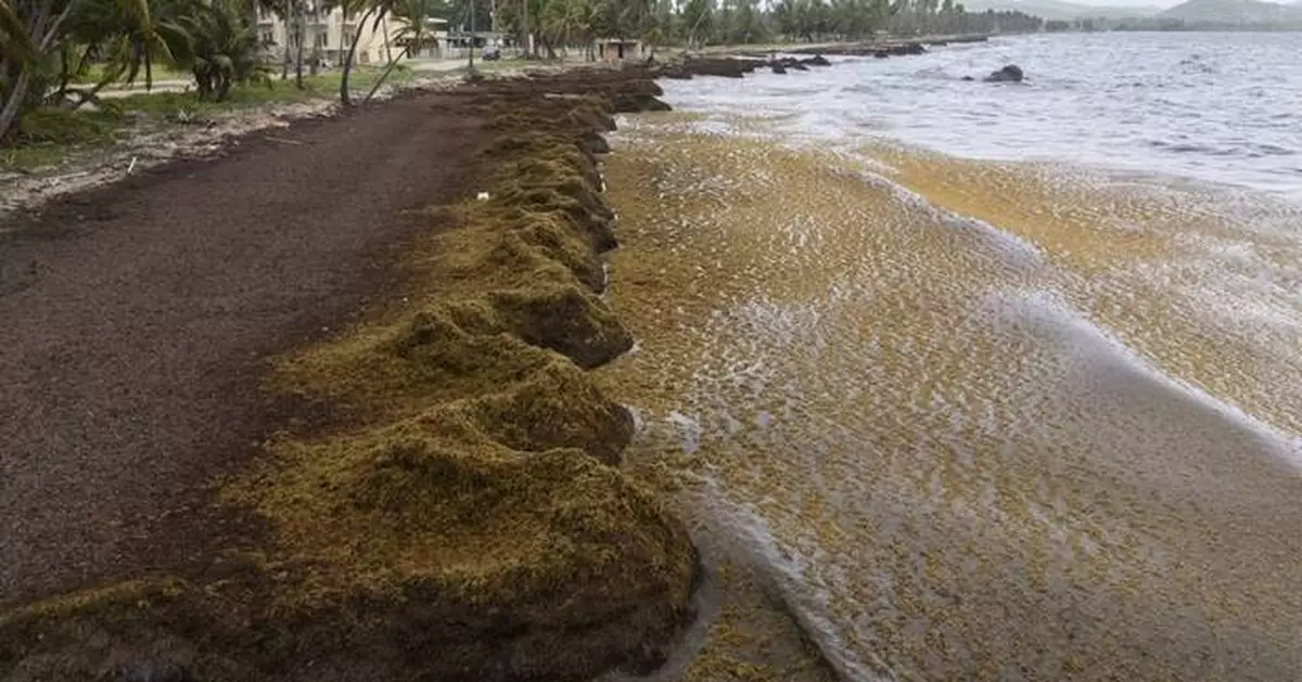 Scientists say a record amount of seaweed hit the Caribbean and nearby areas in May