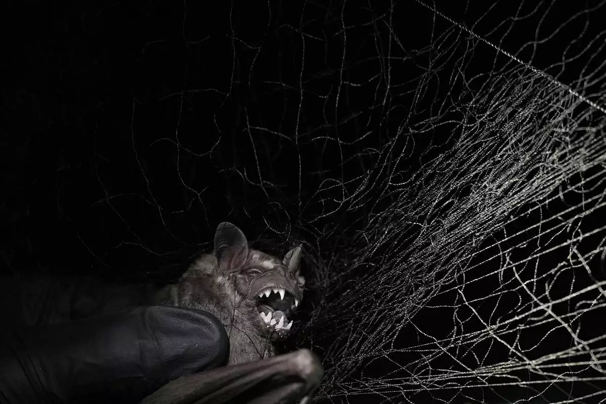 A scientist from the Smithsonian Tropical Research Institute captures a bat for research in Gamboa, Panama, Sunday, June 1, 2025. (AP Photo/Matias Delacroix)