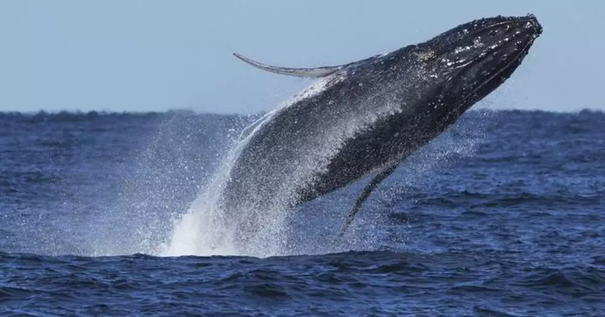 Commuter traffic stops for whales on Australia's humpback highway