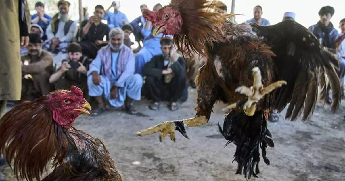 Photos of cockfighting in Afghan capital show a bloody pastime thriving in the shadows