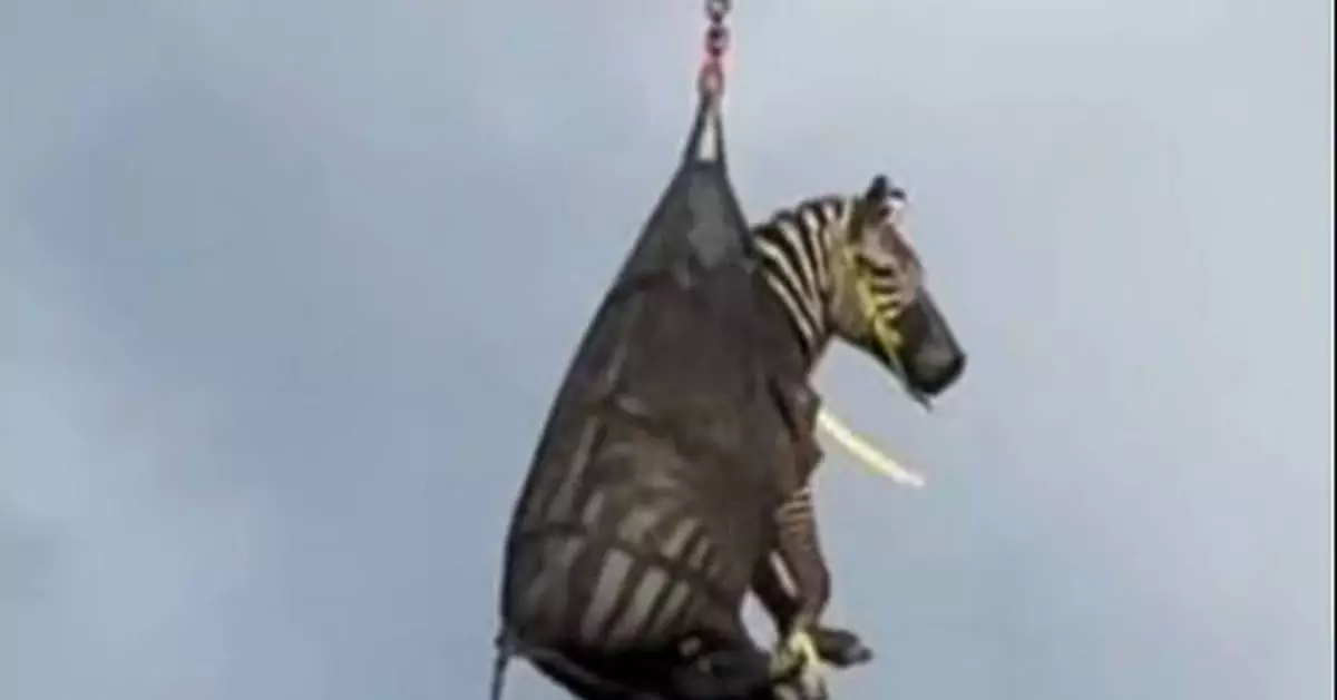 A runaway pet zebra has been captured in Tennessee