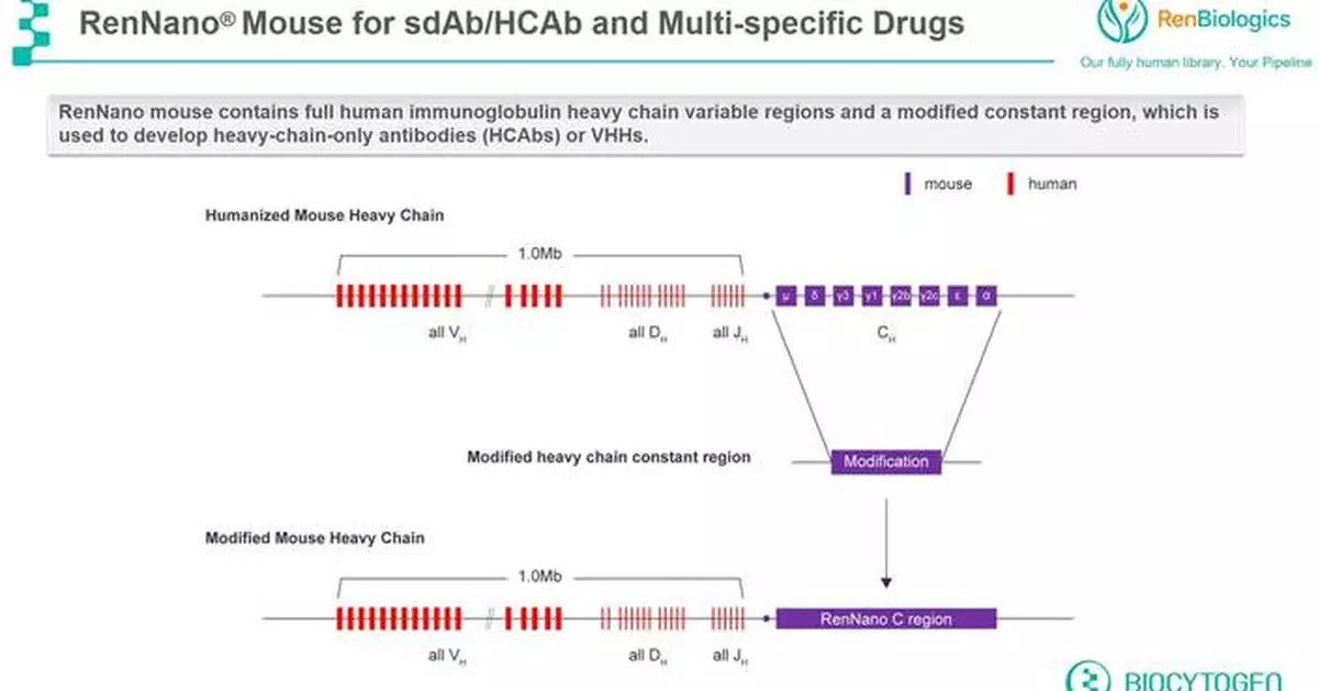 Biocytogen Responds to Harbour BioMed’s Patent Claims: RenNano® is an Independently Developed Platform with Distinct Innovation and Full Legal Standing
