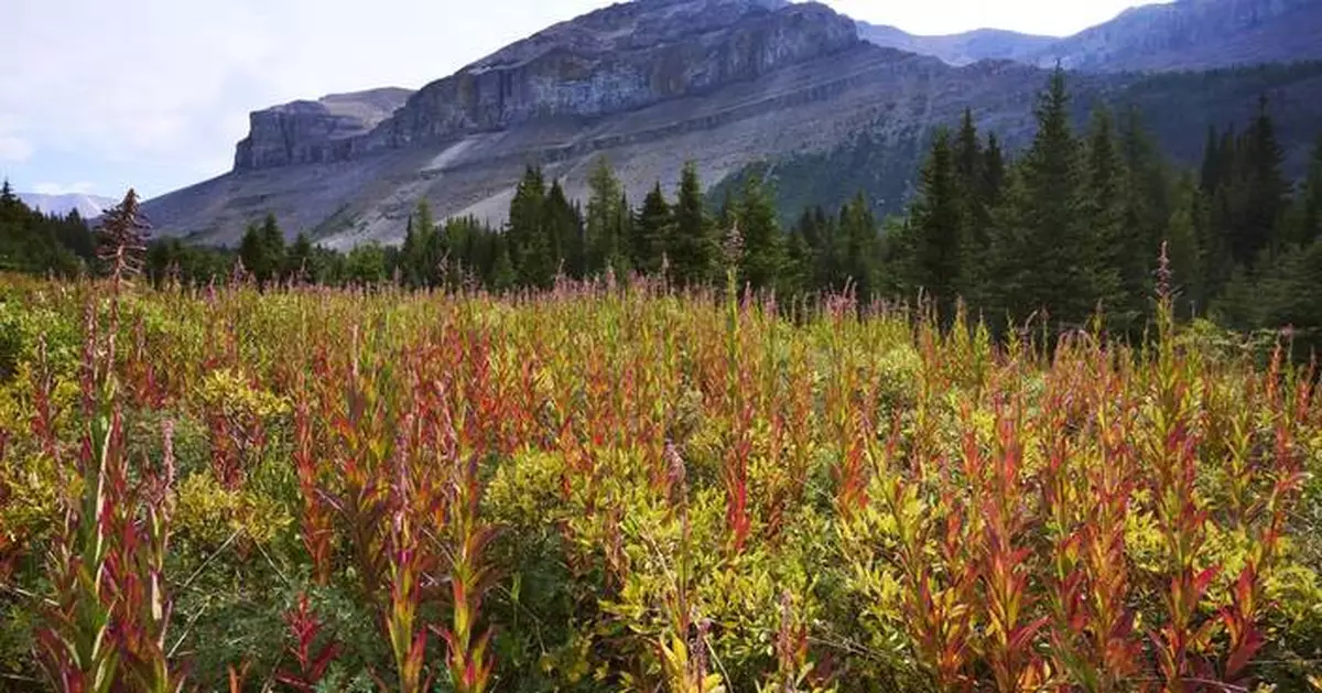 Falling rocks hit hikers on a trail in Canada's Banff National Park, killing 1 and injuring 3