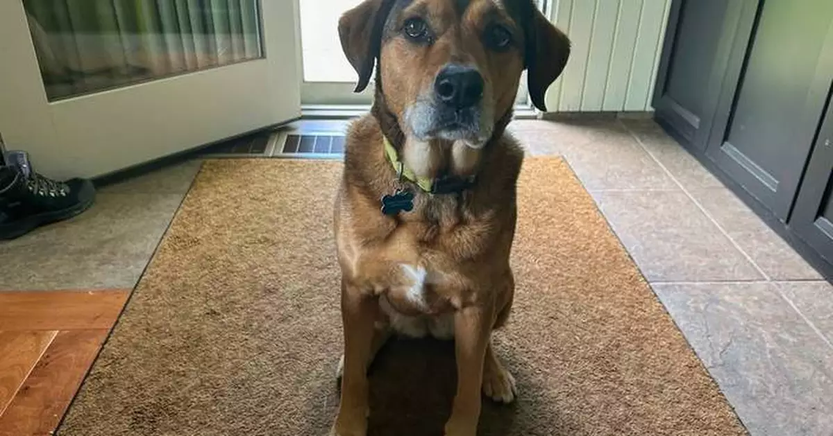 In stressful times, our anxiety can rub off on pets. Causes and cures for pet anxiety