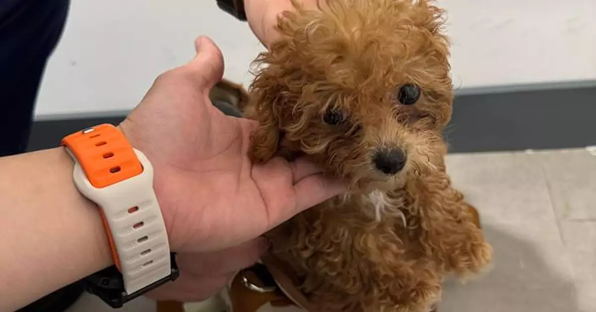 Hong Kong Customs Seizes Three Illegally Imported Animals in Anti-Smuggling Operation Pet Guardian