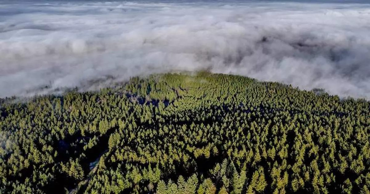 Want to plant trees to offset fossil fuels? You'd need all of North and Central America, study finds