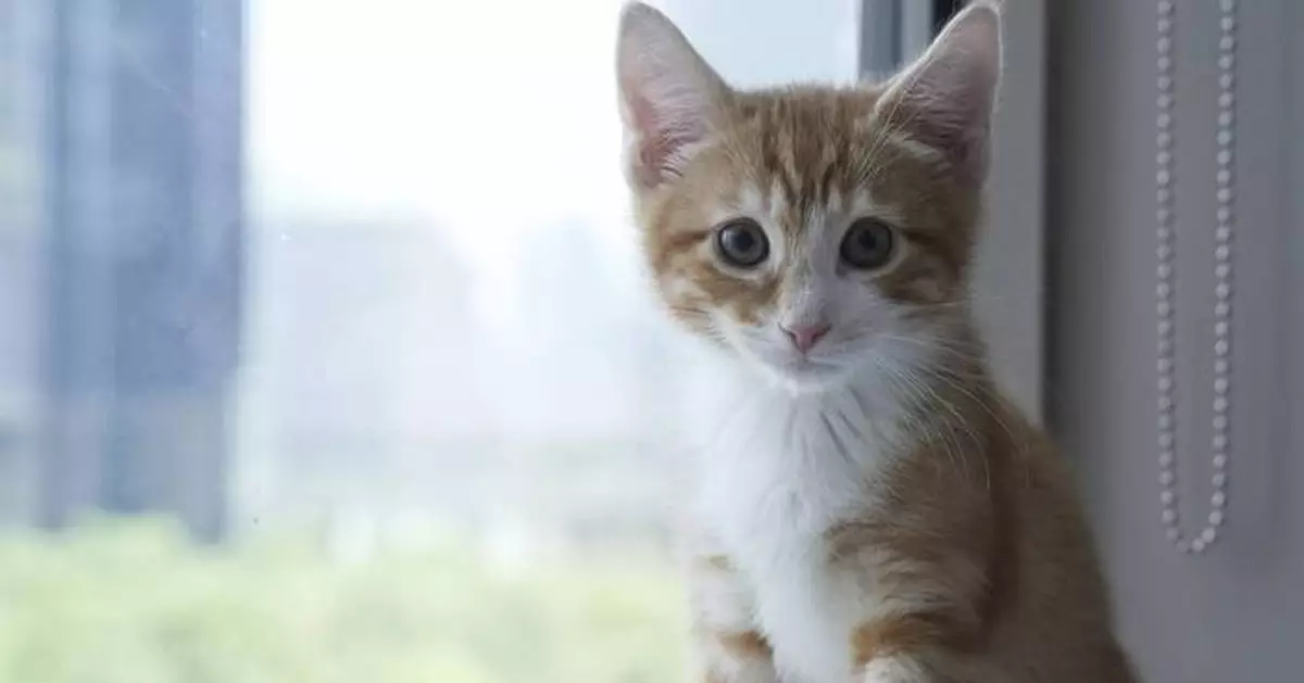 Welcome to kitten season, when animal shelters need all the help they can get