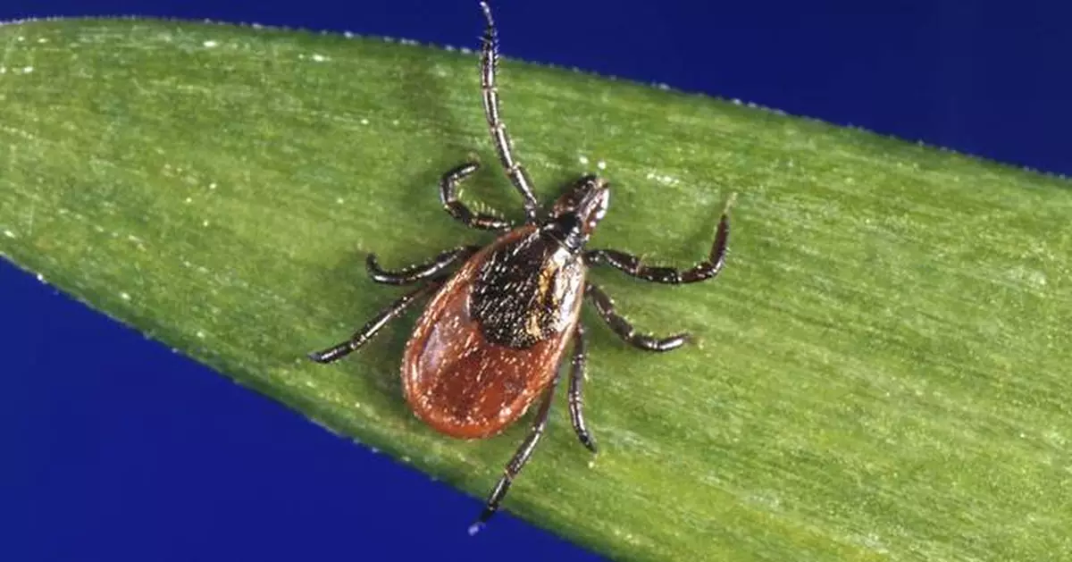 How to protect yourself from ticks year-round