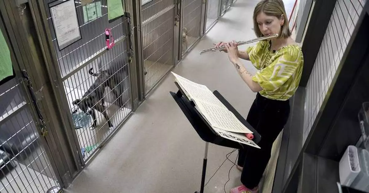 Volunteers play music to soothe shelter animals