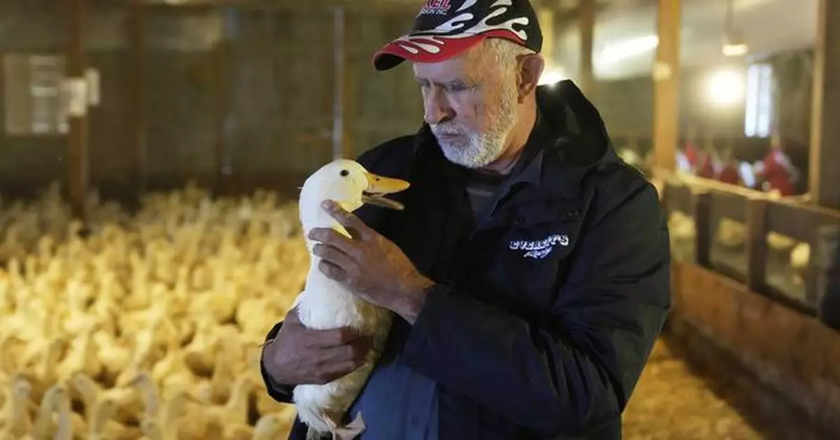 Ducks return to a Long Island farm that lost its entire flock to the bird flu