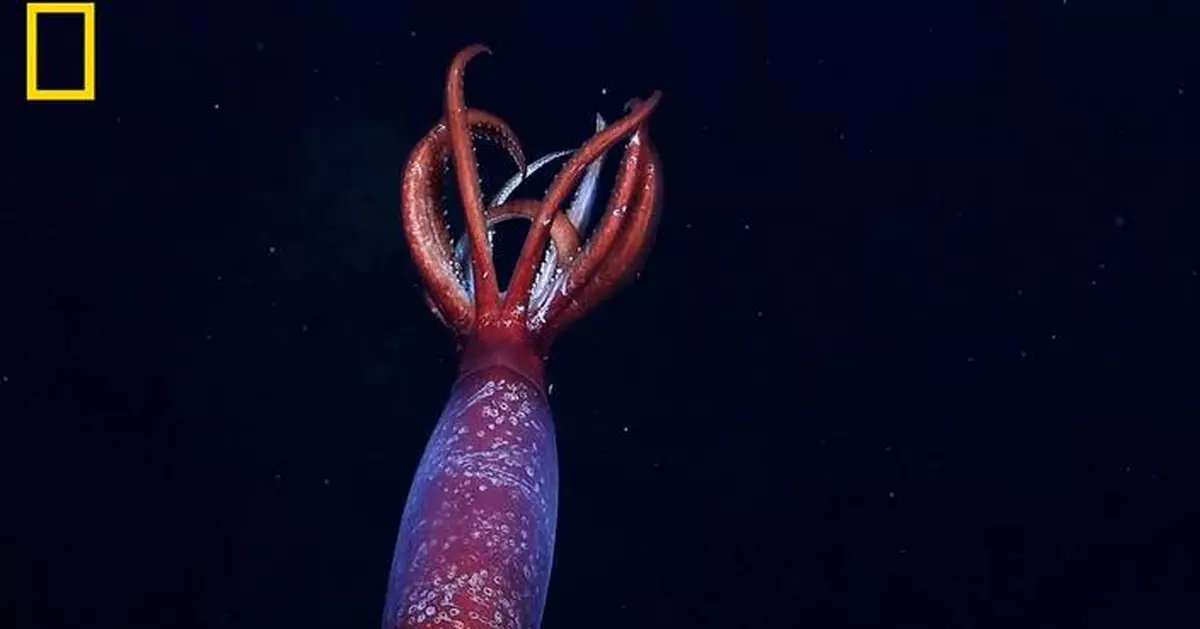 Extraordinary Discovery: First-Ever Sighting of Live, Massive Antarctic Squid Caught on Camera