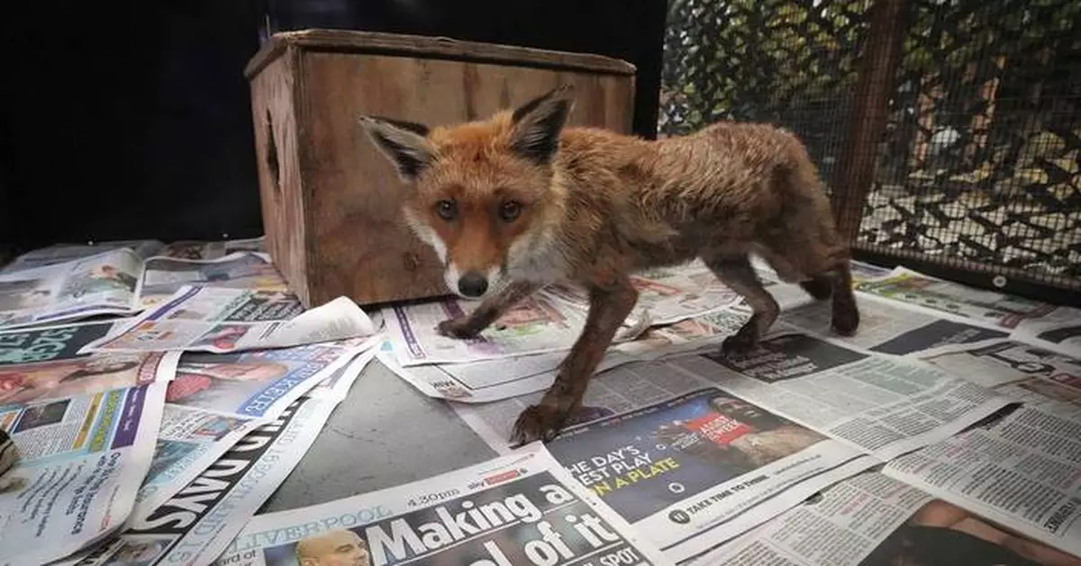 When a fox says ‘help’ in London, there’s often an ambulance on its way
