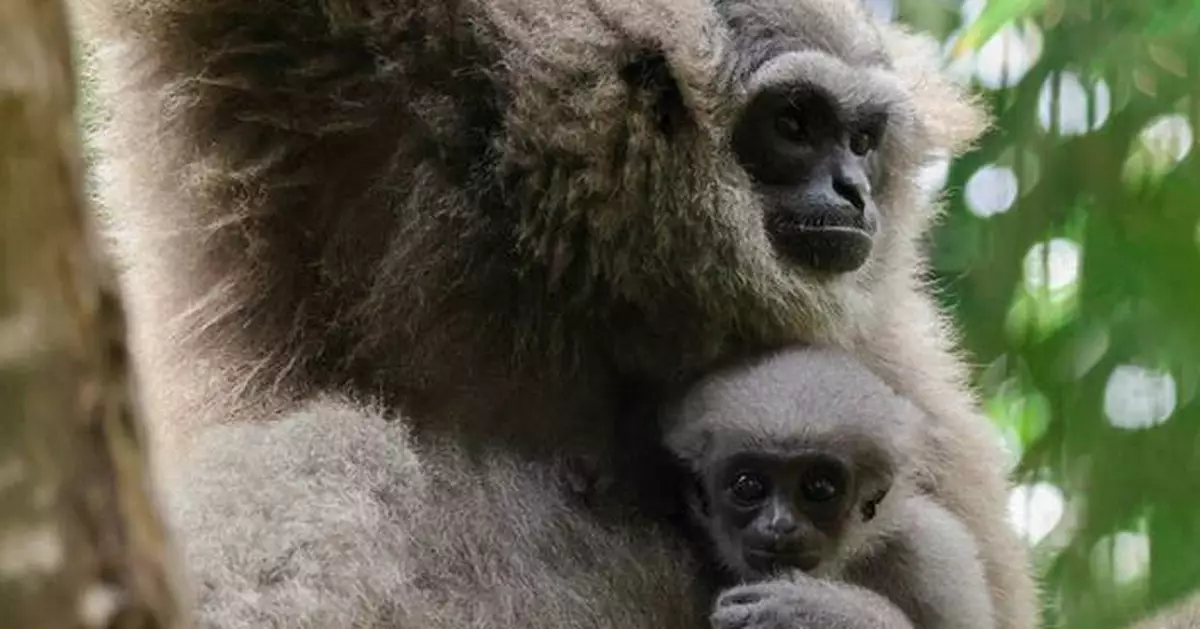 Three Generations Strong: Bali Zoo's Silvery Gibbon Legacy Grows