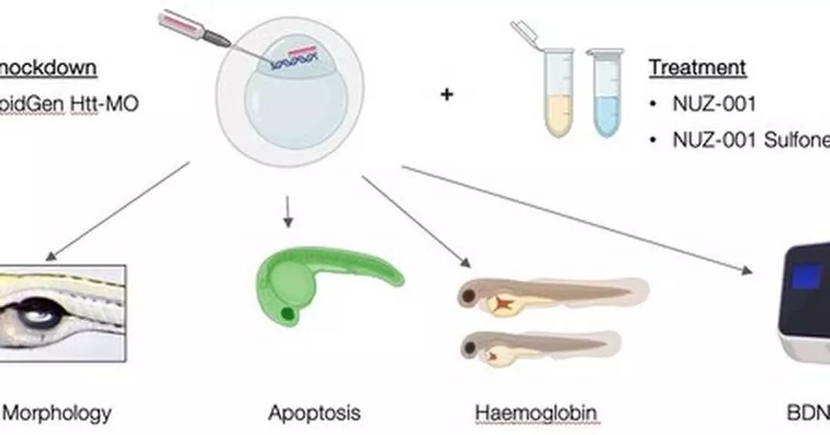 NUZ-001 Shows Promise in Zebrafish Model of Huntington's Disease
