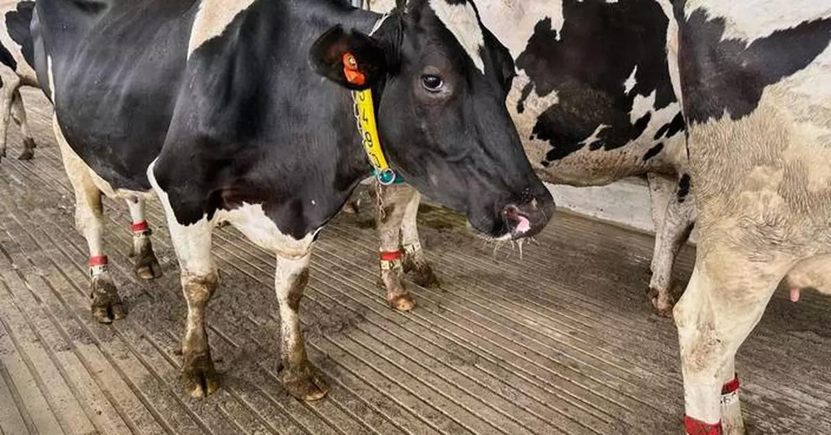 It’s moo-ving day for dairy cattle at Michigan State University